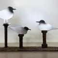 Mouettes au repos